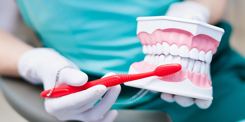 Model of teeth with toothbrush held in front